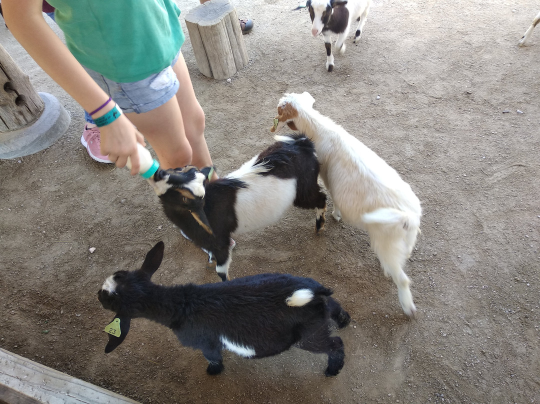 Deanna Rose Children's Farmstead-欧弗兰帕克必去景点