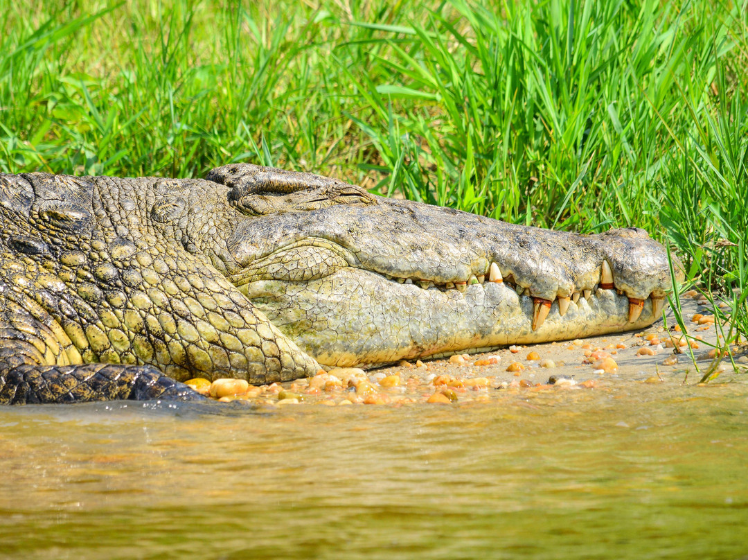 On Holiday Safaris-恩德培必去景点