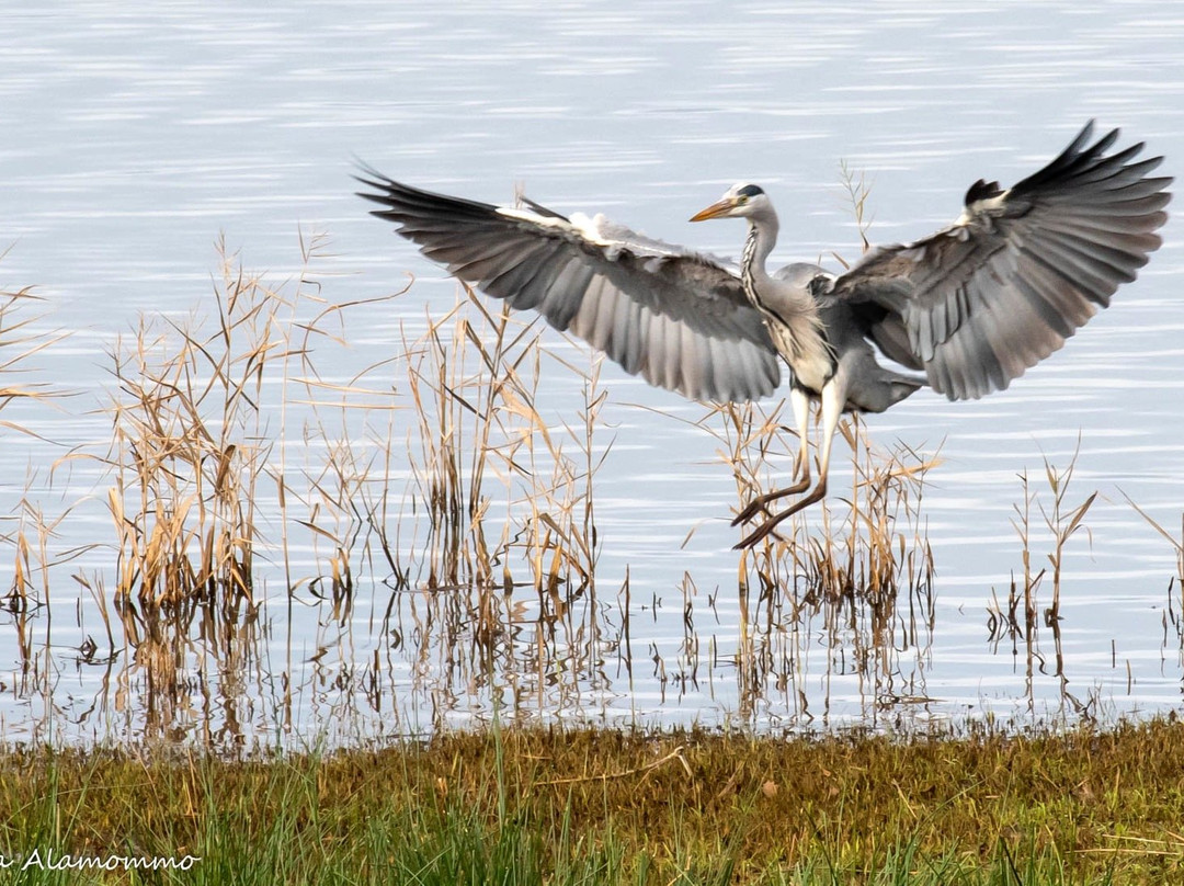 Urdaibai Bird Center景点图片