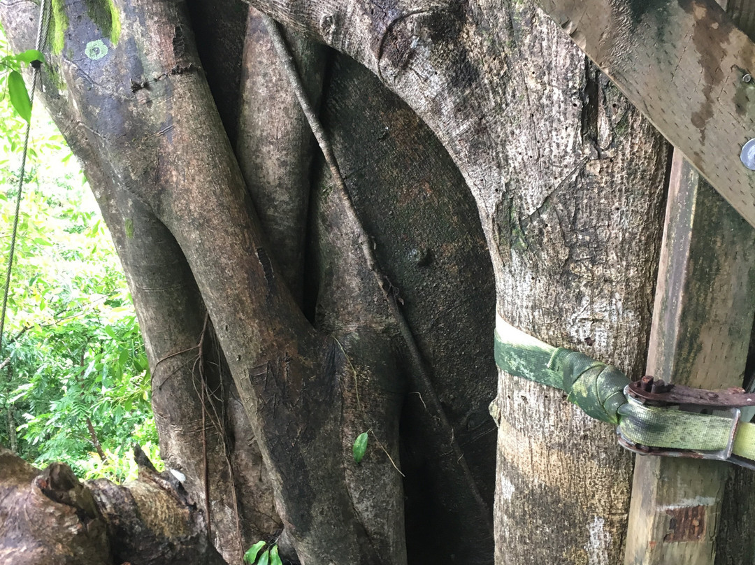 Falealupo Canopy Walk-萨瓦伊岛必去景点