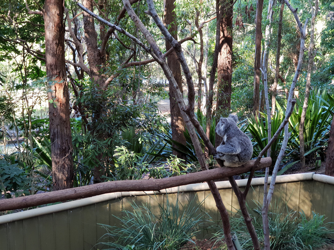 Pelican Feeding-拉布拉多必去景点