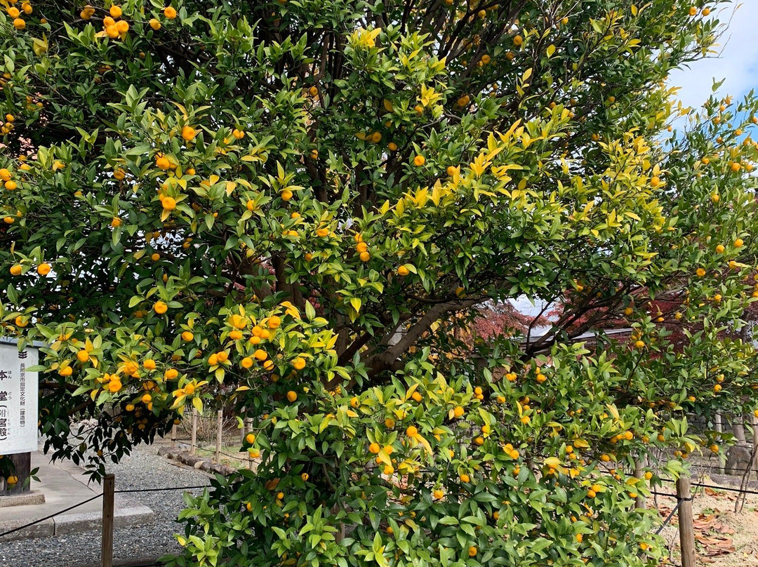 Otokunidera Temple-长冈京市必去景点