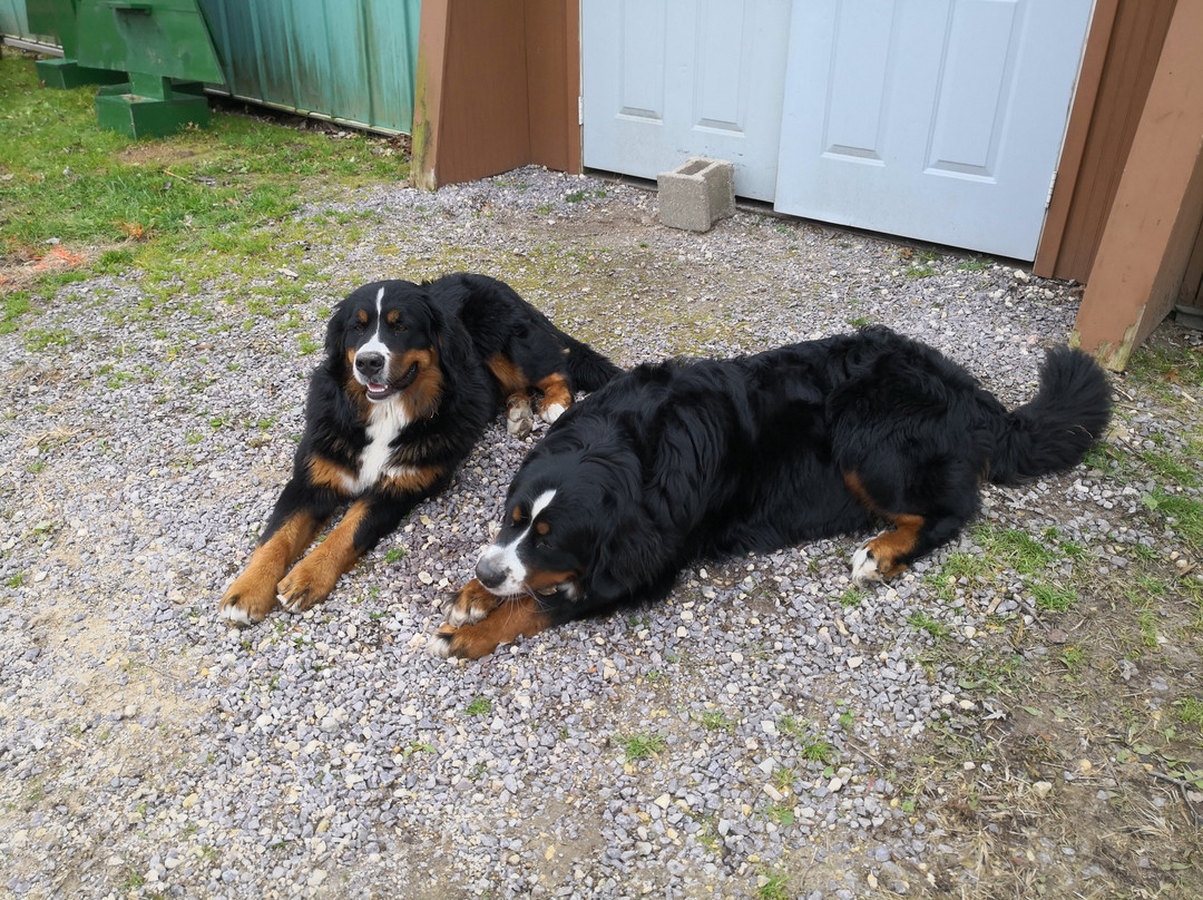 Williams Tree Farm-Rockton必去景点