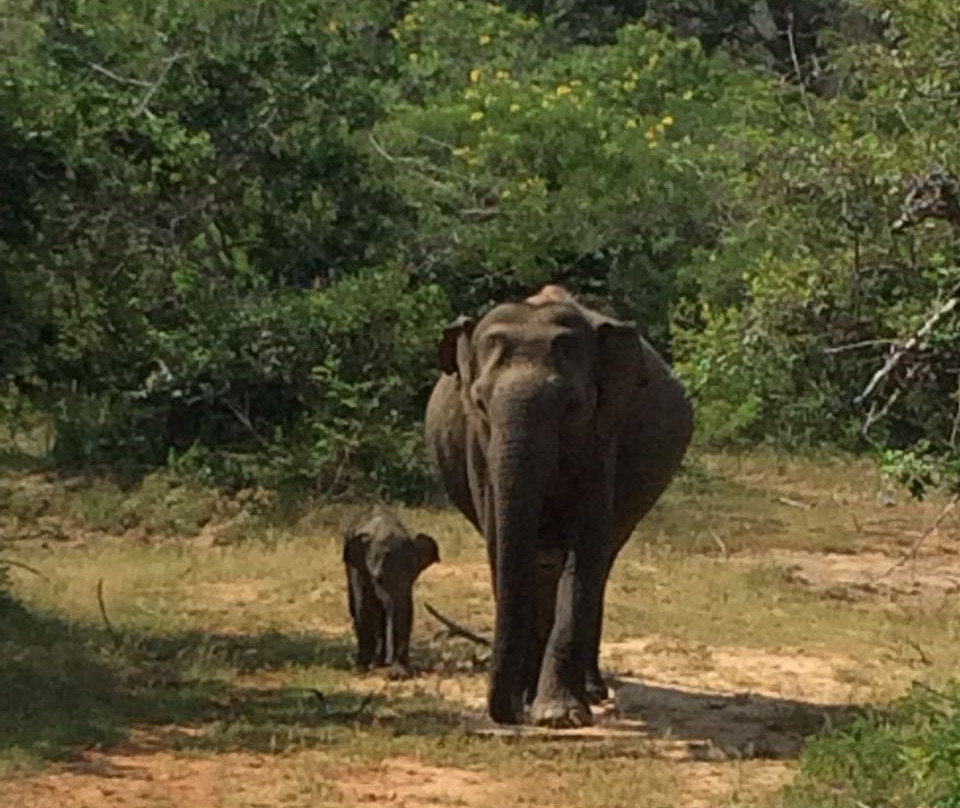 Scooter Rental Sri Lanka-唐卡拉必去景点