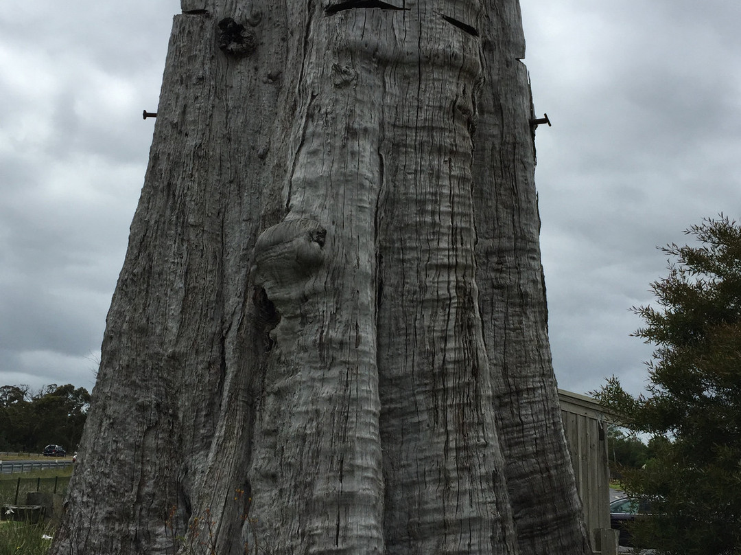 The Big Stump-Darnum必去景点