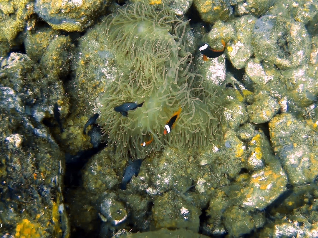 Black Beach Divers-曼巴豪必去景点