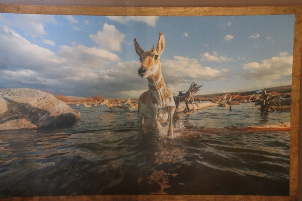 Rocky Mountain Elk Foundation-米苏拉必去景点