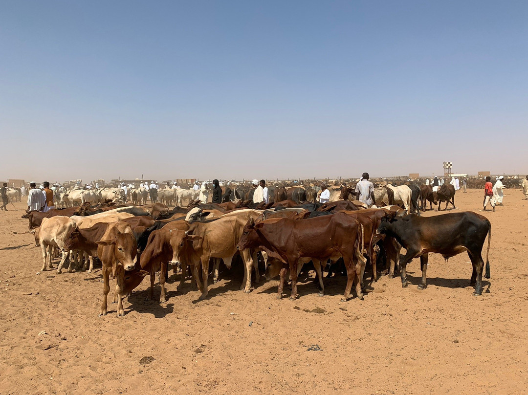 Livestock Market景点图片