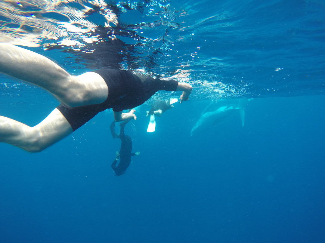 Deep Blue Diving景点图片