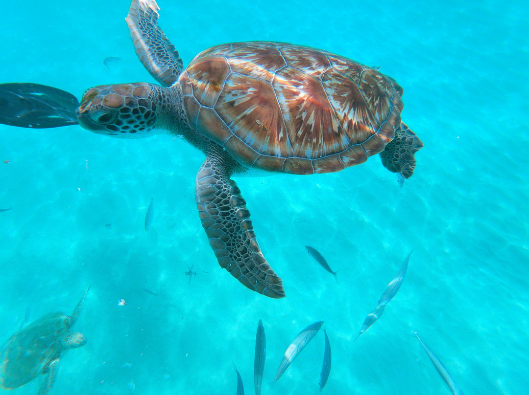 Sea Spray Watersports-圣詹姆斯必去景点