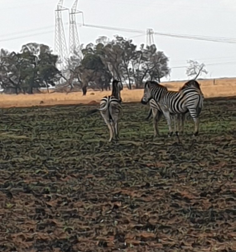 Rietfontein Nature Reserve景点图片