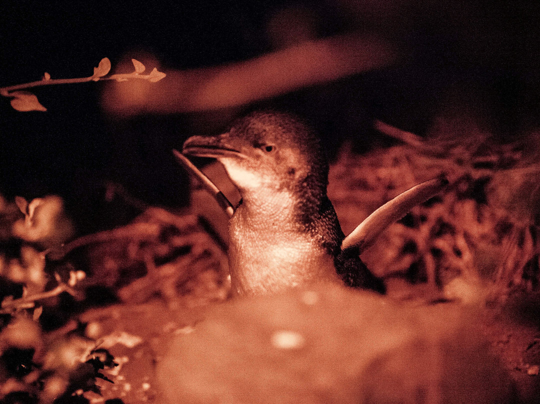 Penguin Observation Centre景点图片