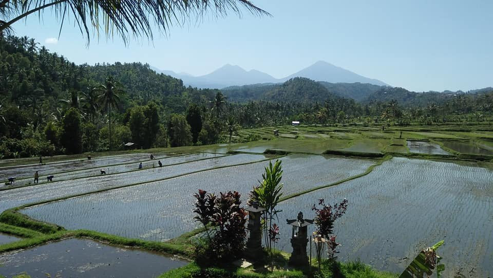 Lovina Bali Tour & Taxi Services景点图片