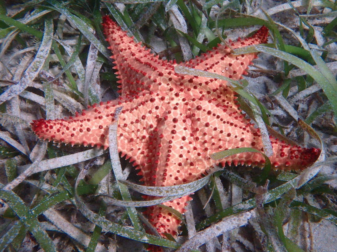 Pointe Borgnese-Le Marin必去景点