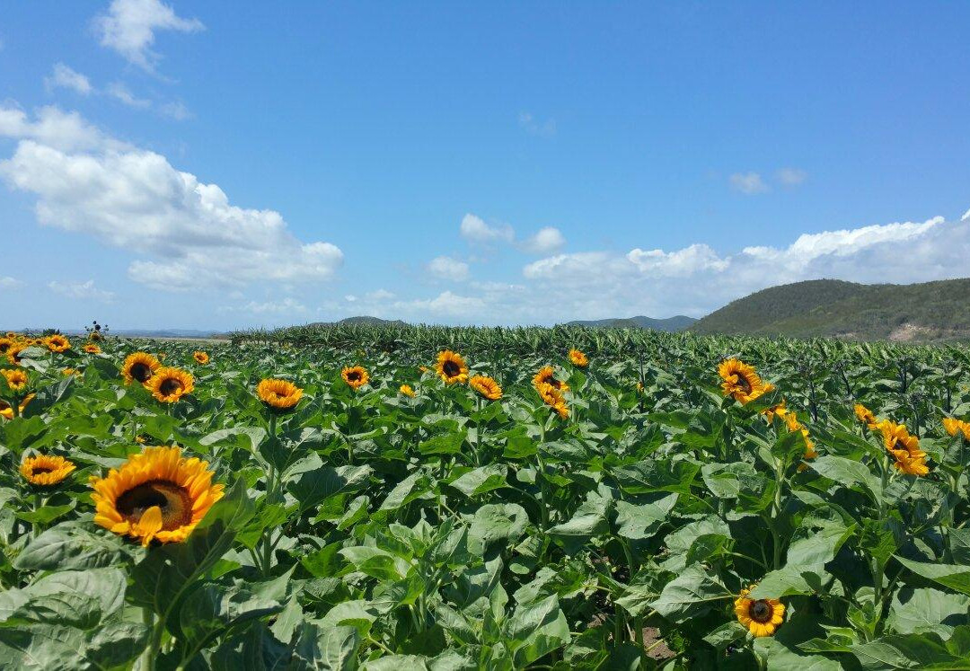 Finca El Girasol景点图片