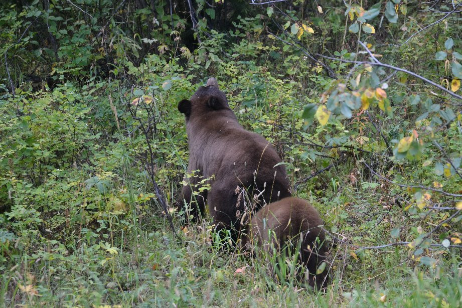 威尔逊麋鹿公路-穆斯必去景点
