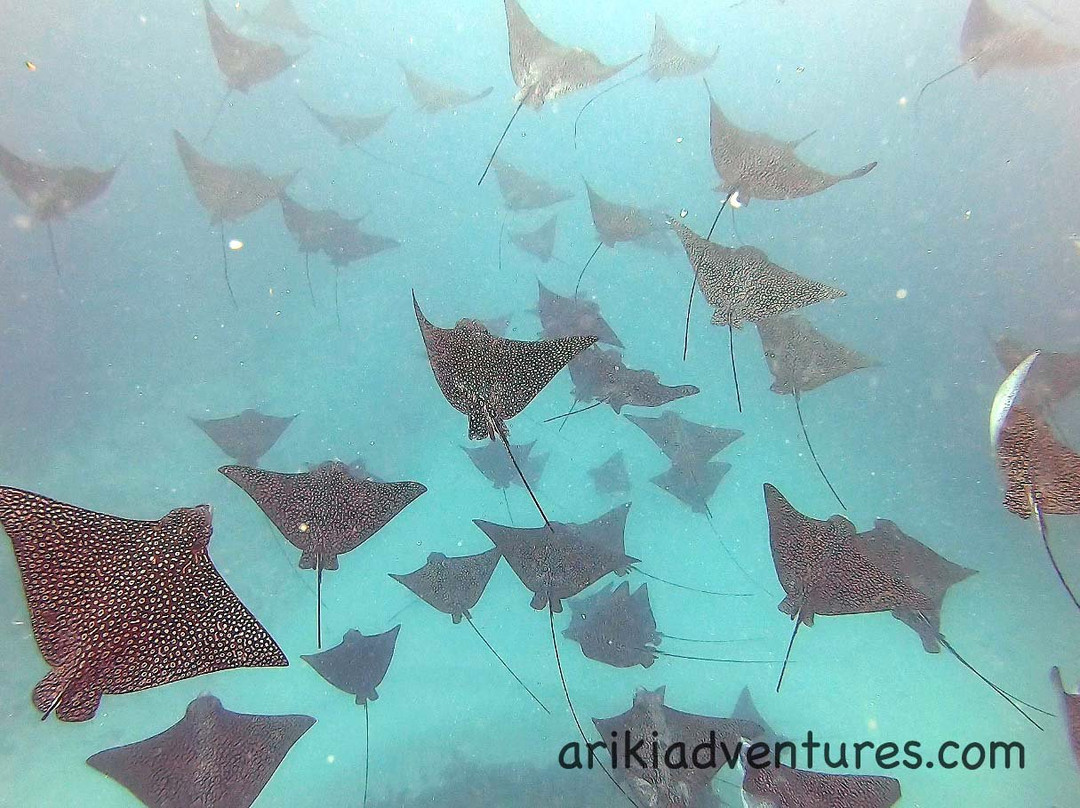 Ariki Adventures-拉罗汤加必去景点