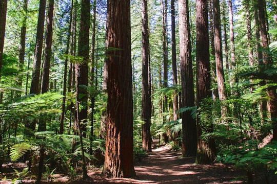 Independent Tours Tauranga-陶兰加必去景点