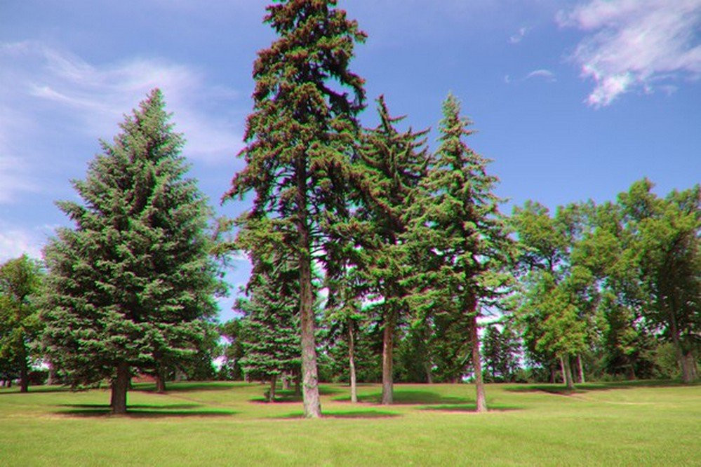 Pioneer Park-比灵斯必去景点