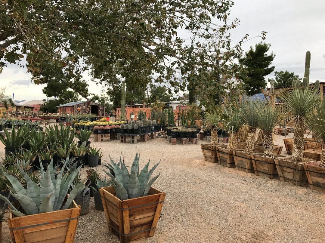 Blue Diamond旅游景点-Cactus Joe's Blue Diamond Nursery