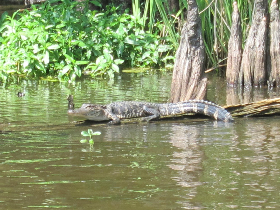 Torres Cajun Swamp Tours景点图片