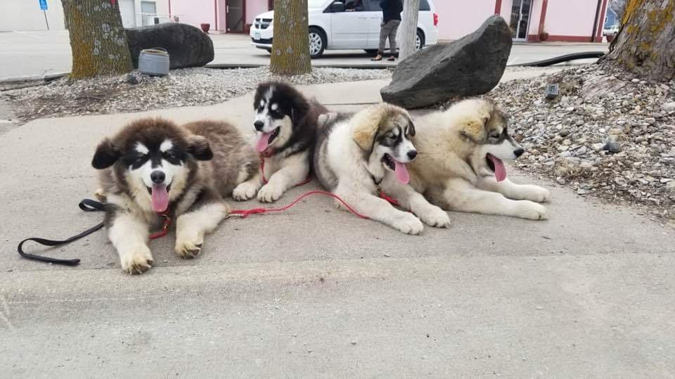 Bellevue旅游景点-Plumery Tails