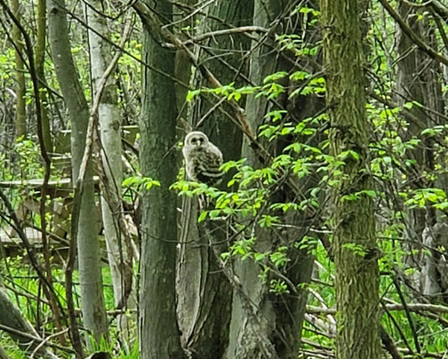 Menasha旅游景点-Heckrodt Wetland Reserve