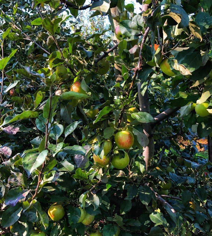 Applebarn at Taves Family Farms景点图片