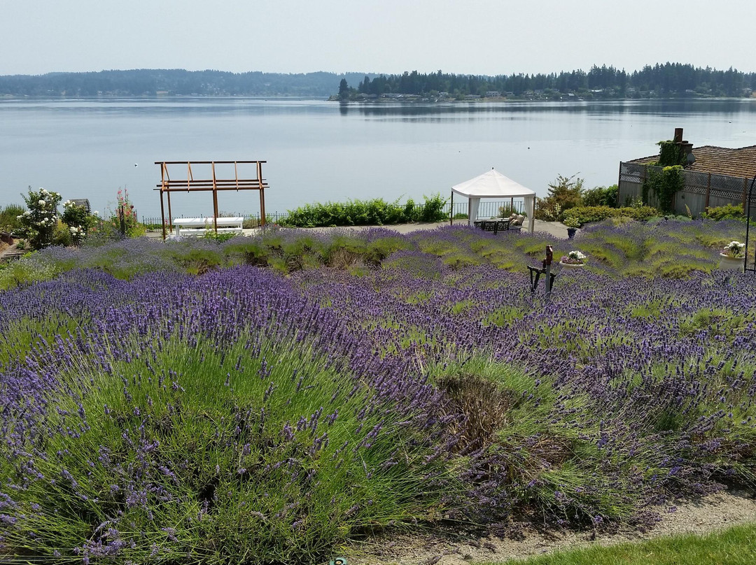 Purple Scent Lavender Farm景点图片