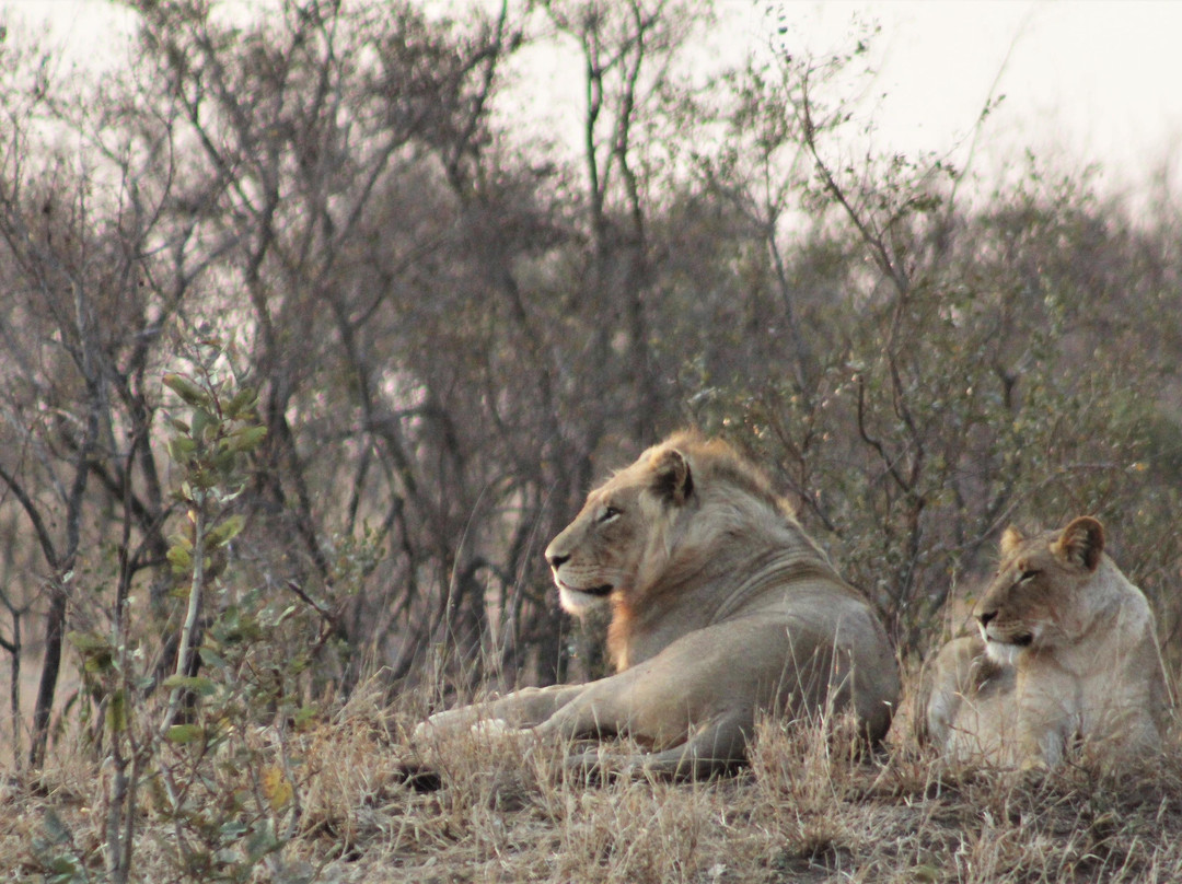 Big 5 Safaris景点图片