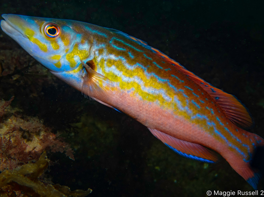 Isle of Man Diving Charters / Holidays-Port St. Mary必去景点
