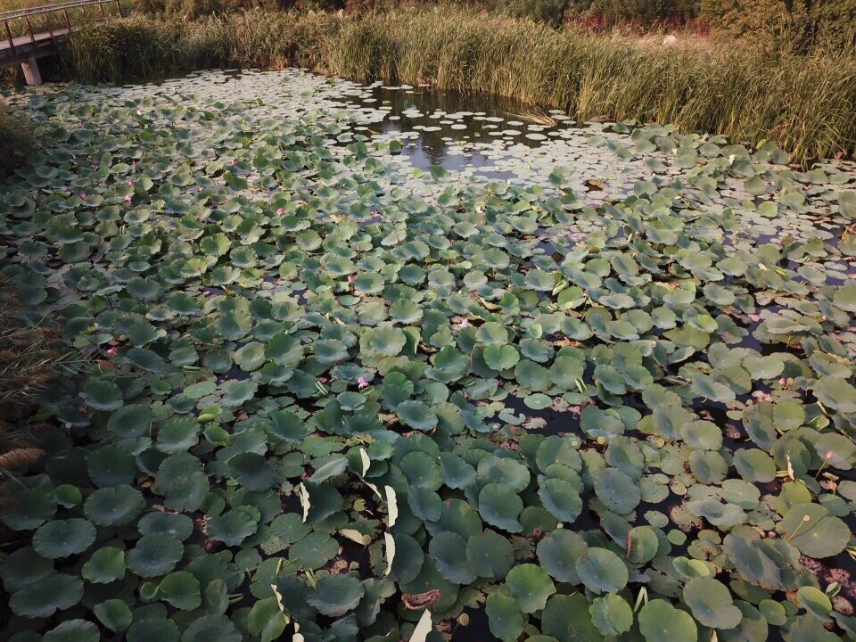 少海风景区-胶州市必去景点