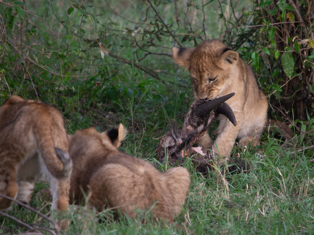 eTrip Africa-阿鲁沙必去景点