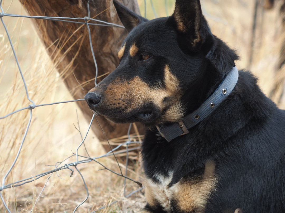 Leconfield-Mulla Creek必去景点
