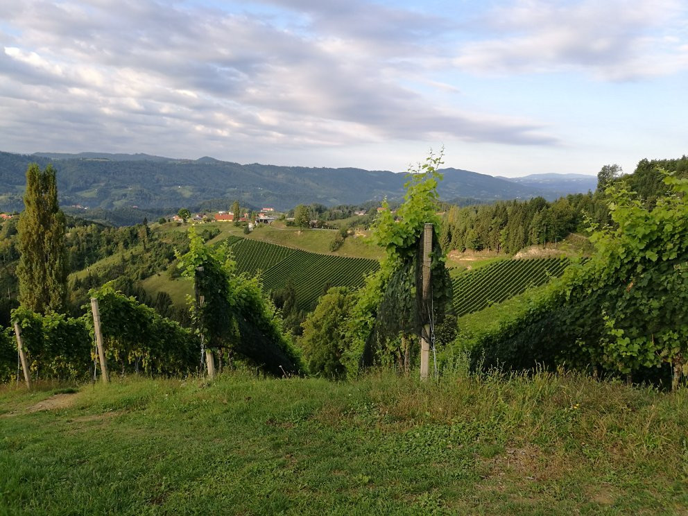 Kollerhof Weinbau Lieleg主图