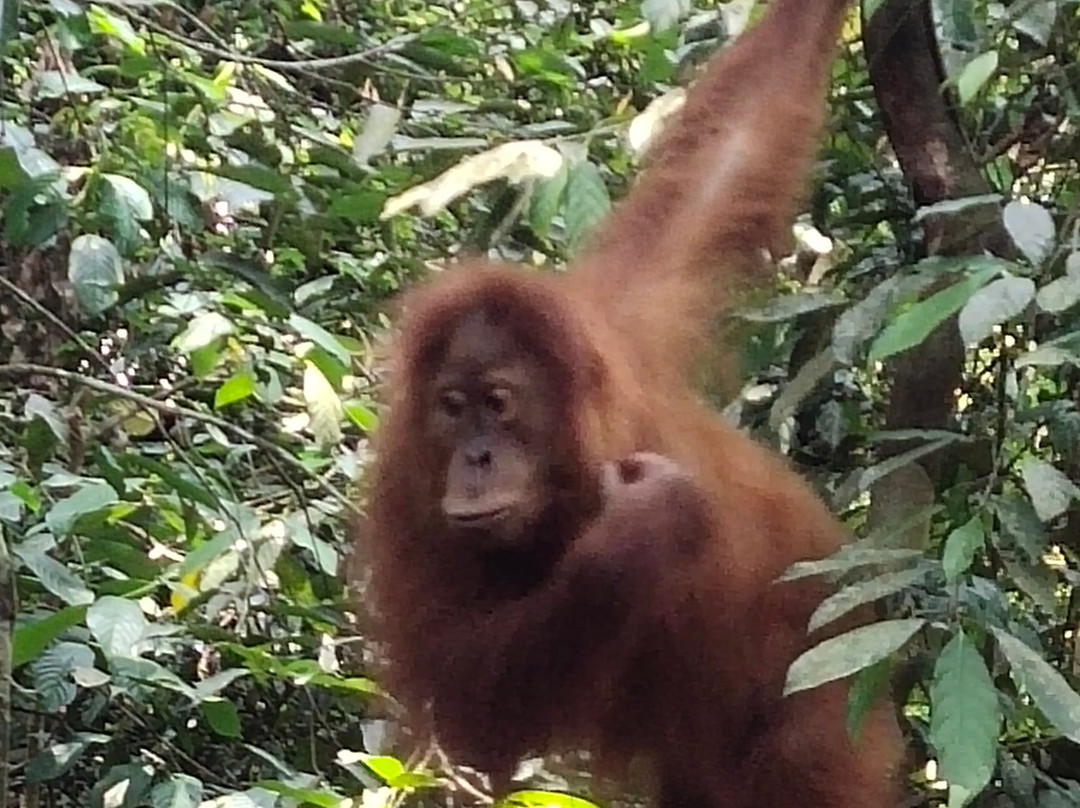 Bukit Lawang Jungle-武吉拉旺必去景点