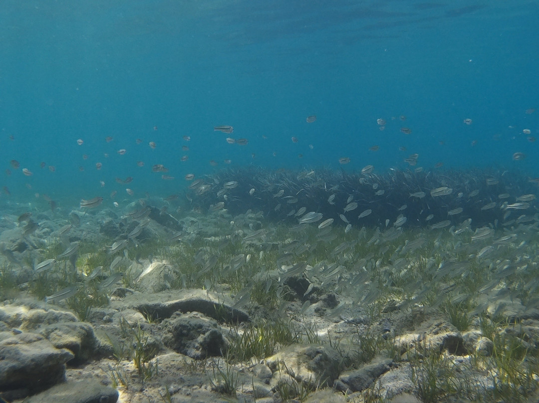 Mavi Akvaryum Otel主图