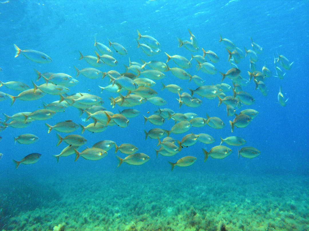 Stay Wet Diving Center-阿希亚贝拉希亚必去景点