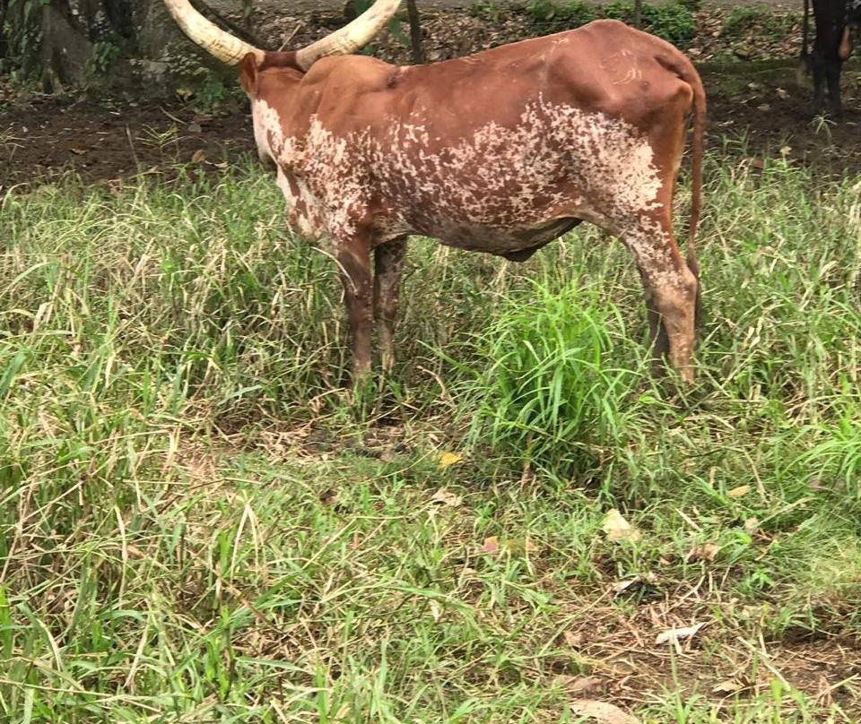 Tilajari Hotel Resort and Conference Center主图
