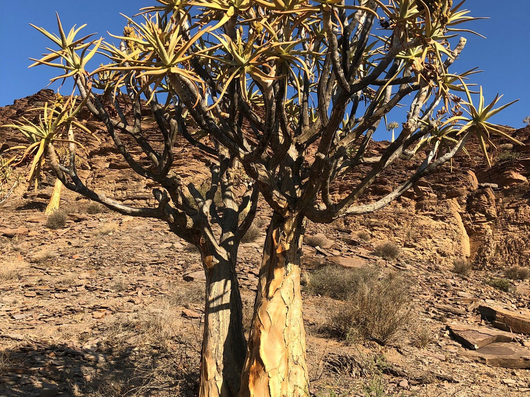 Quiver Tree Forest-Nieuwoudtville必去景点