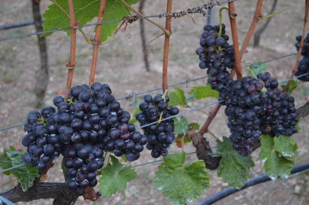Wine tasting - Winery DSM Pejanovic景点图片