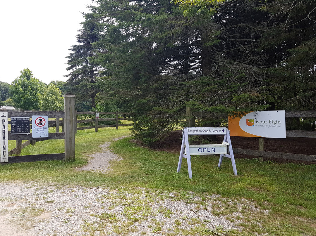 Steed & Company Lavender-Aylmer必去景点