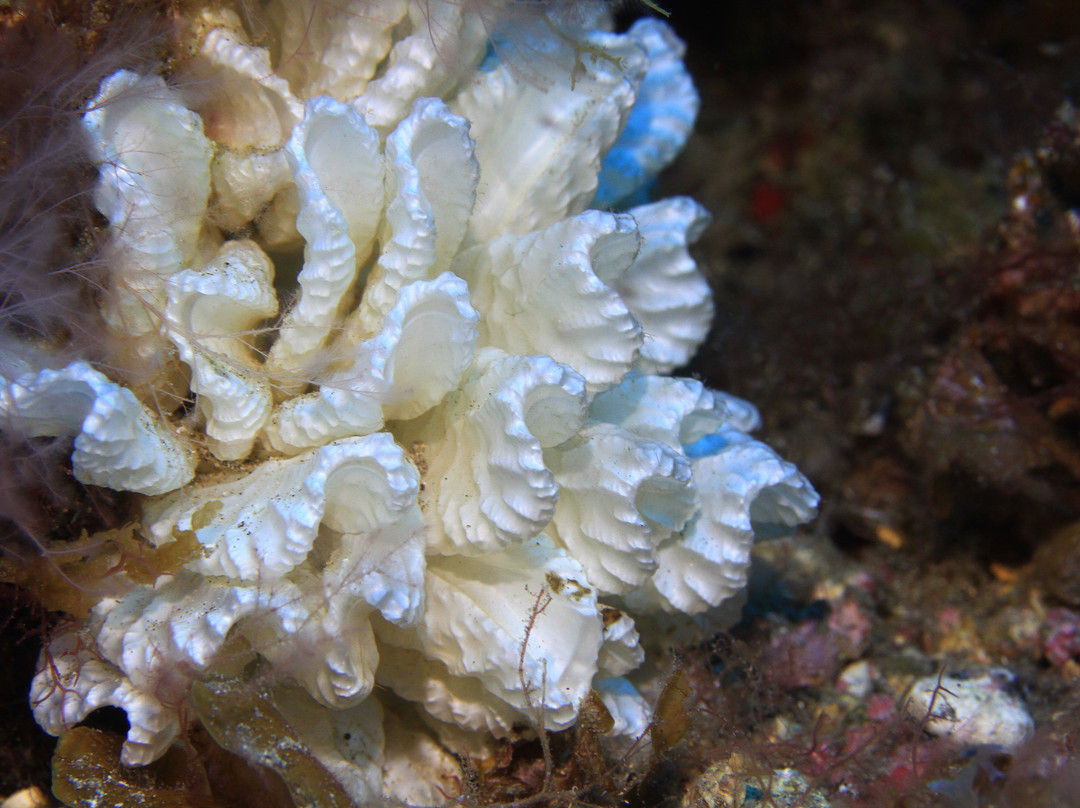 Fan Diving Hierro-La Restinga必去景点