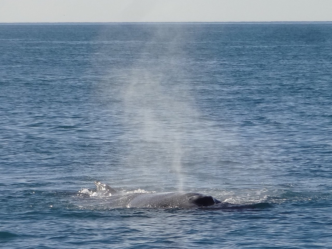 Broome Whale Watching景点图片