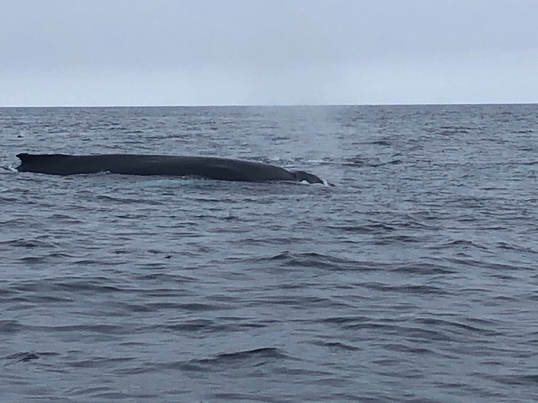 Molly Bawn Whale & Puffin Tours景点图片