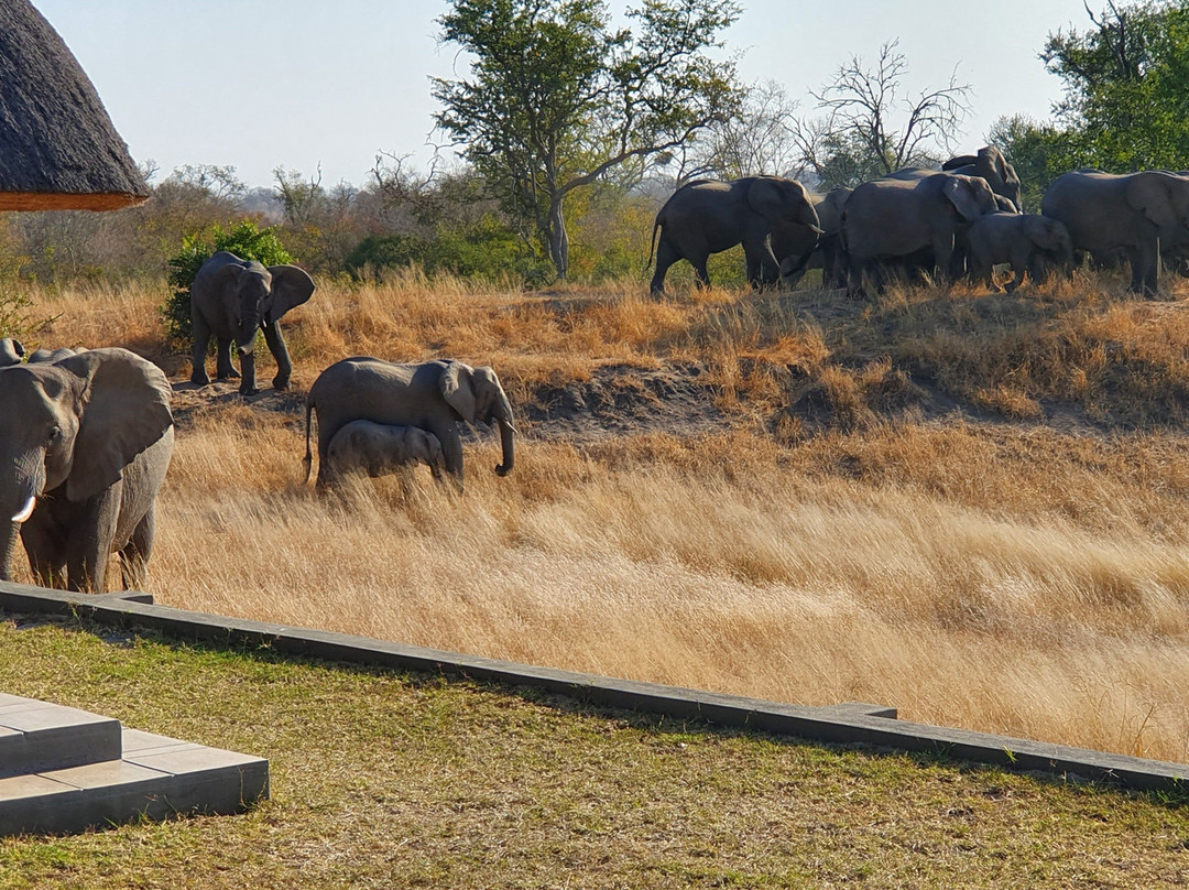 阿拉修萨野生动物园酒店主图