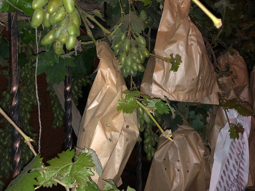 Khouriya Family Guesthouse主图