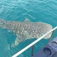 Rayong Dive Center-罗勇必去景点