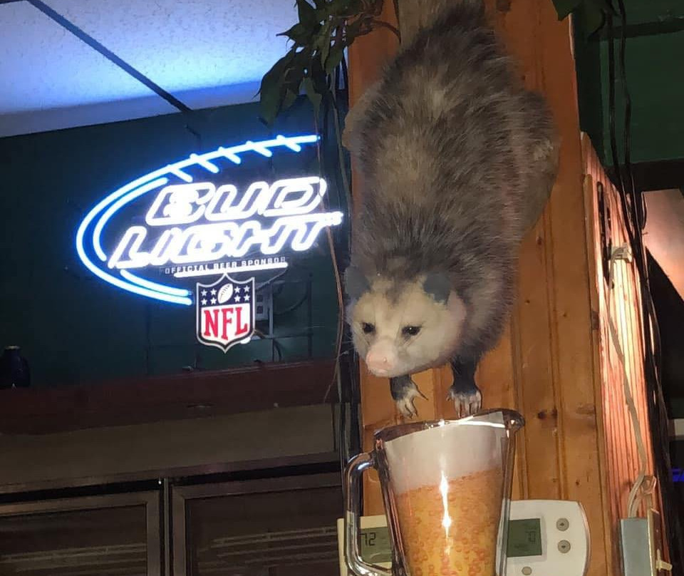 Leeton餐馆和美食-Pickled Possum