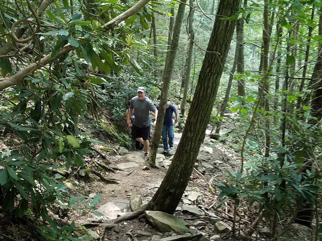 Laurel Fork Falls景点图片